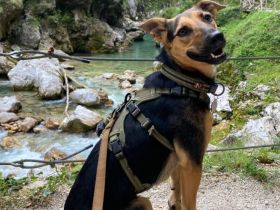 Neues Zuhause für Dalia gesucht