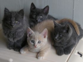 Katzenbabys BKH x Russisch Blau Edelmix Kitten