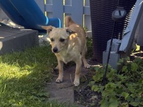 Chihuahua Pinscher Mix Abby
