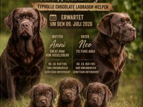 WURFANKÜNDIGUNG ** Labrador-Welpen chocolate **