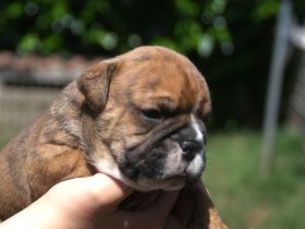 Continental Bulldog Welpen VDH/CBCD - The Loki Bull