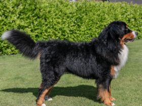 Pacco von Goldebek