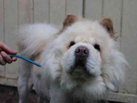 Trixie, Chow Chow, geb. 2016, ausführliche Beschreibung folgt