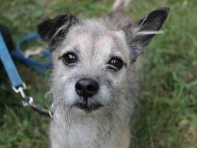 Pauli, Chihuahua-Terrier-Mix- Rüde, geb. 2016, sucht ruhiges, verständnisvolles Zuhause
