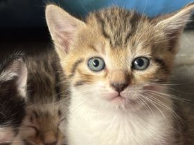Kitten / Babykatzen, männlich+weiblich, 5 Geschwister