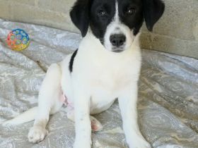 Welpe Lou / weiblich / derzeit noch in Griechenland