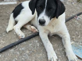 Welpe Lou / weiblich / derzeit noch in Griechenland
