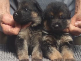Dt.Schäferhund Welpen, VDH/SV, rote Papiere