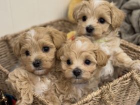Niedliche Maltipoo-Welpen im Miniformat
