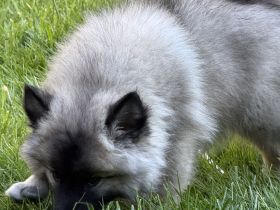 Großspitzwelpe Hakon in der seltenen Farbe wolfssable sucht sein Herzenszuhause