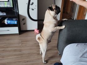 Reinrassiger Mops Rüde