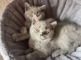 BKH Kitten