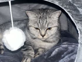 Bkh Katze 4 Jahre alt