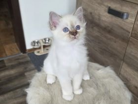 Reinrassige Heilige Birma Chocolate Tabby Point