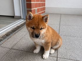 Shiba inu Welpe, Chico