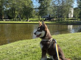 Pomklee