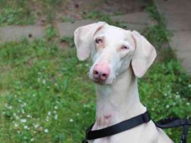 Cyra, Dobermannhündin, geb. 2020, sieht u. hört schlecht, lauffreudig u. aktiv, su. erfahrene Hundeh