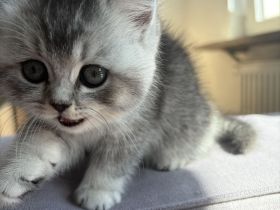 Britisch Kurzhaar Kitten