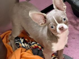Süße Chihuahua Rüden mit Papieren