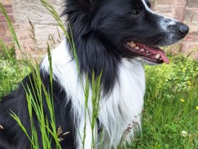 Border Collie Tobi (3 Jahre) sucht ein erfahrenes, liebevolles Zuhause