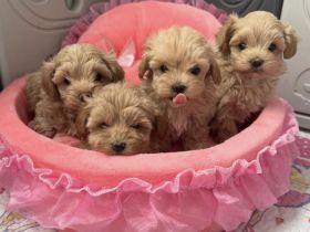 Ausgebildete Teacup-Maltipoo-Welpen