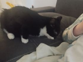 10 Monate alter Kater