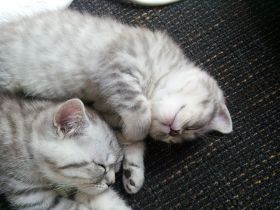 BKH Katzen Babys