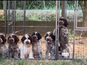 Cuccioli di Lagotto Romagnolo