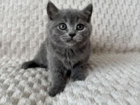 BKH Kitten