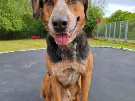 Henry, Labradormix, geb. 2019, hat fast sein ganzes Leben im Tierheim verbracht