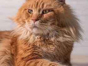 Maine Coon Kater mit Stammbaum sucht liebevolles Zuhause