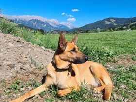 belgische Schäferhund Welpen