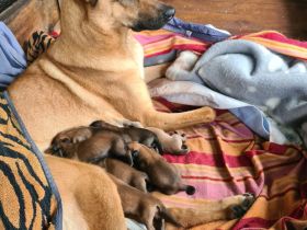 belgische Schäferhund Welpen