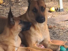 Malinois Welpen ab sofort abzugeben