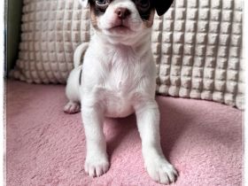 Chihuahua Rüde in süßer Zeichnung aus seriöser Zucht mit Erfahrung