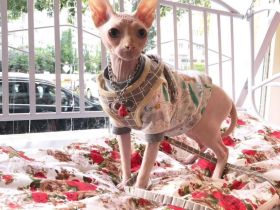 Bezauberndes weibliches Sphynx-Kätzchen sucht ein liebevolles Zuhause für immer