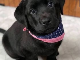 Männlicher Labradorwelpe sucht neues Zuhause.