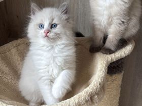 Wunderschöne Ragdoll Kitten mit 12 Wochen zu vermitteln