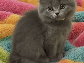 British Kurzhaar Kitten