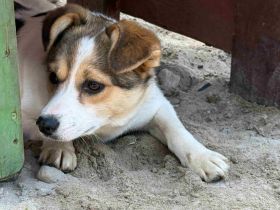Aufgeweckt & lebensfroh: Nikita sucht souveräne Menschen.