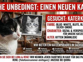 Suche Kater Maine Coon