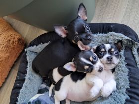 Chihuahua Welpe