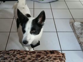 Kleine Kessy sucht ihr Glück
