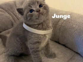 Zuckersüße BKH Kitten