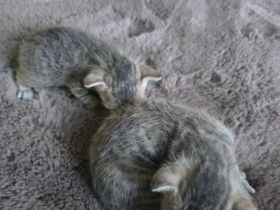 Süße Don Sphynx Kitten suchen Ihren Dosenöffner