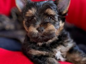 Yorkshire Terrier Black & Tan Ahnentafel