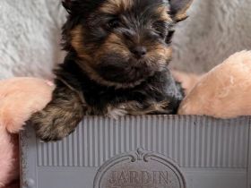 Yorkshire Terrier Black & Tan Ahnentafel