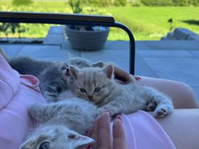 BHK Kitten in liebevolle Hände zu vergeben