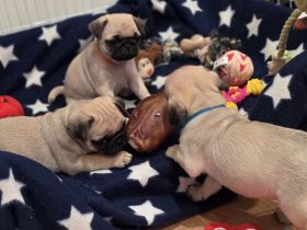 🐾 Mops-Welpen 🐾