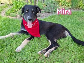 Mira, 03/26 - wartet auf PS in 67454 Haßloch/Pfalz